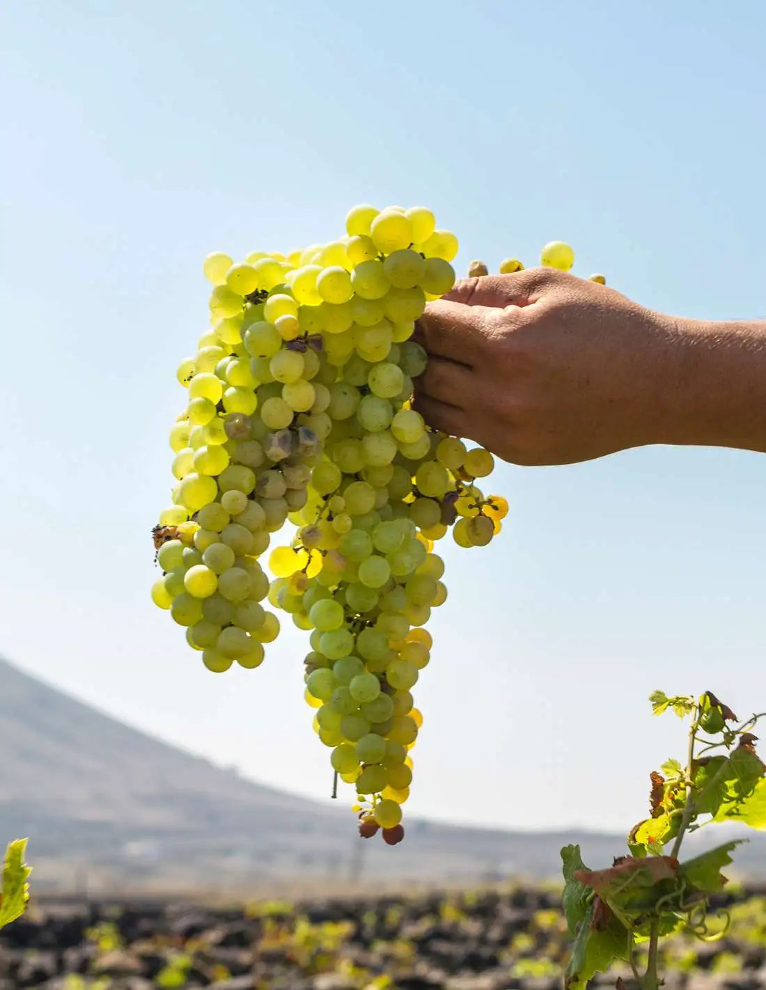 Malvasia volcanica Lanzarote | Bodegas El Grifo