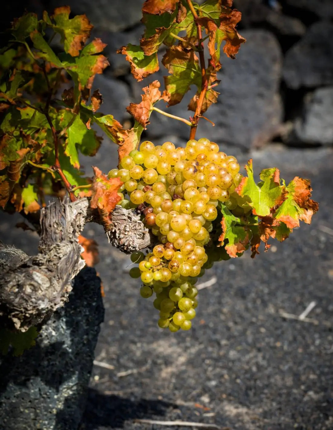 Vinos Dulces Antiguos El Grifo Lanzarote Canarias