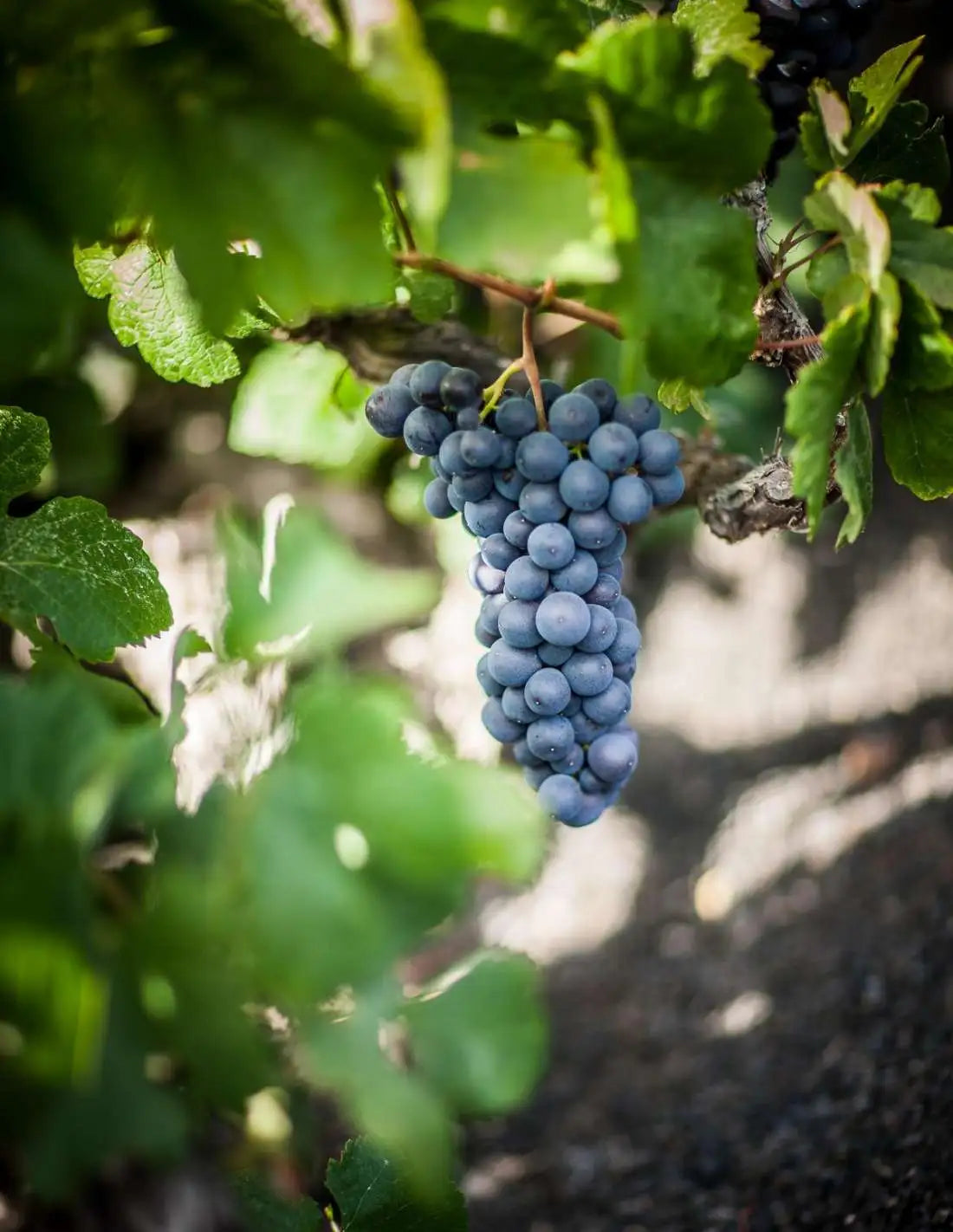 Vinos listan negro El Grifo Lanzarote