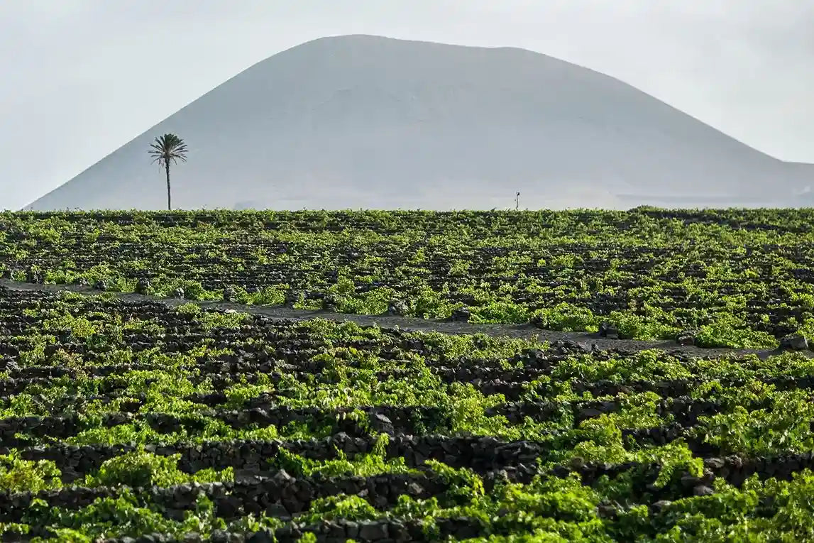 Finca El Grifo Lanzarote 1775