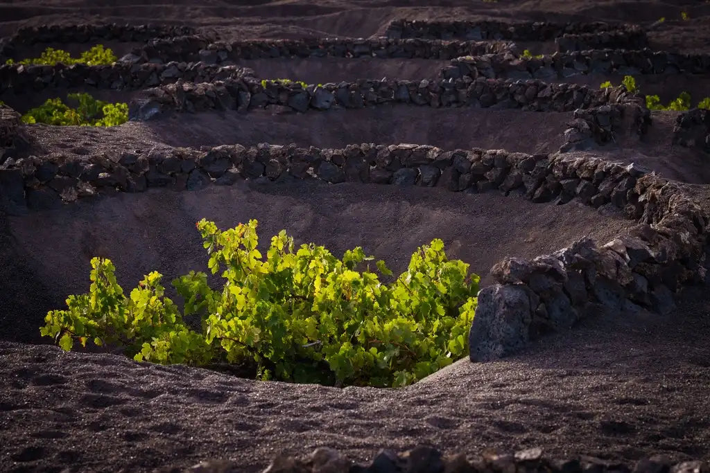 cepas singulares El Grifo Lanzarote