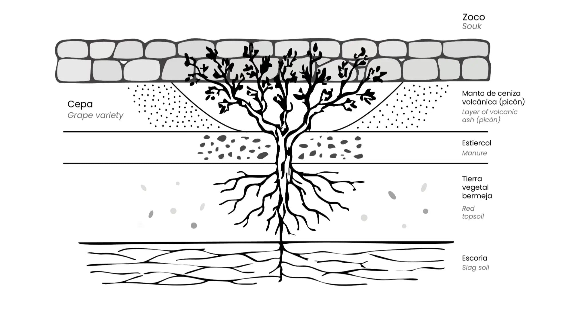 Esquema de plantación tradicional de la vid en La Geria, Lanzarote: cepa protegida por un muro de piedra en zoco, sobre capas de picón volcánico, estiércol, tierra vegetal bermeja y suelo de escoria.
