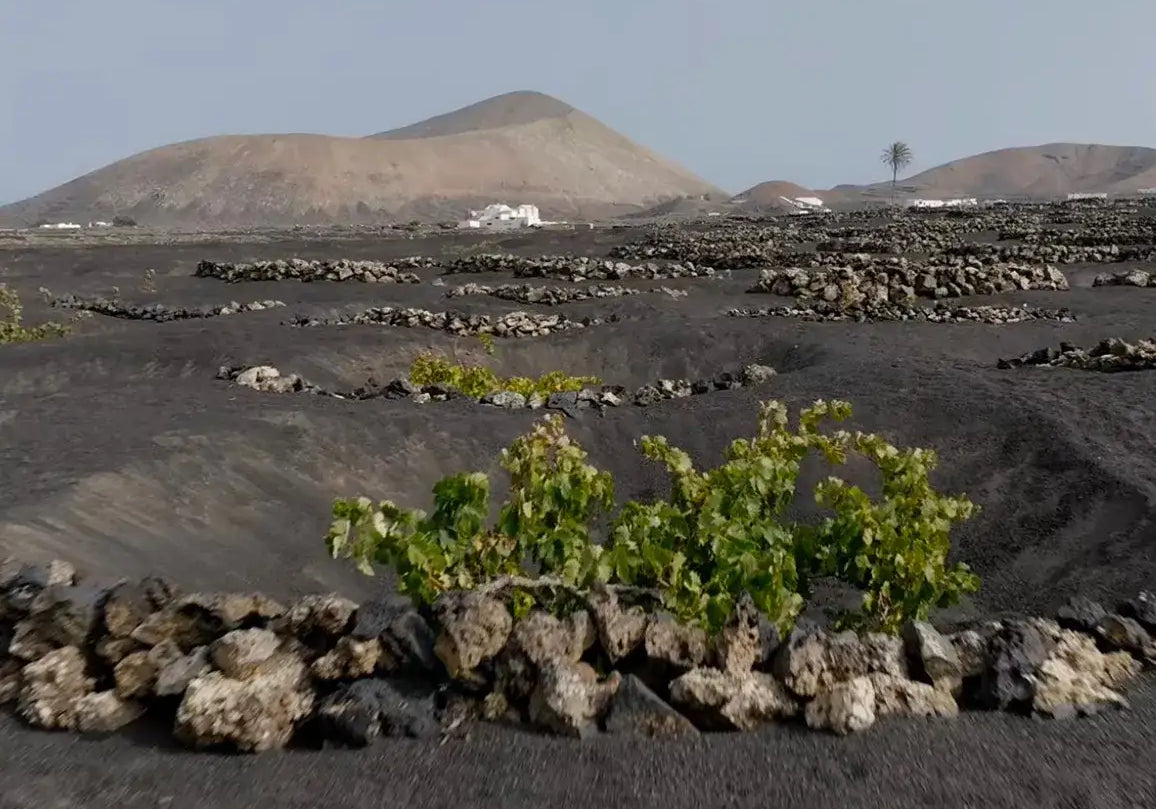 Wine tour en Lanzarote - senderismo y vino entre volcanes