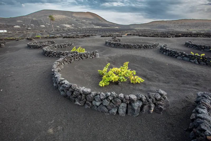 Paisaje volcánico de La Geria en Lanzarote, con viñedos tradicionales cultivados en hoyos sobre la ceniza negra.