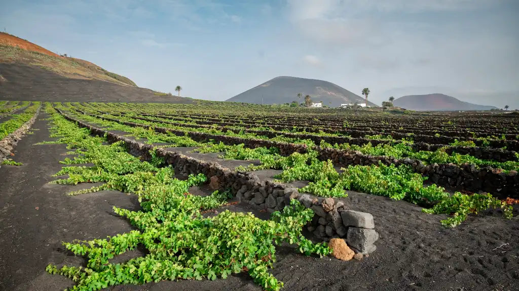 Viñedos de La Geria en Lanzarote, cultivados en hileras sobre ceniza volcánica negra y protegidos por muros de piedra, con montañas y palmeras al fondo bajo un cielo despejado.
