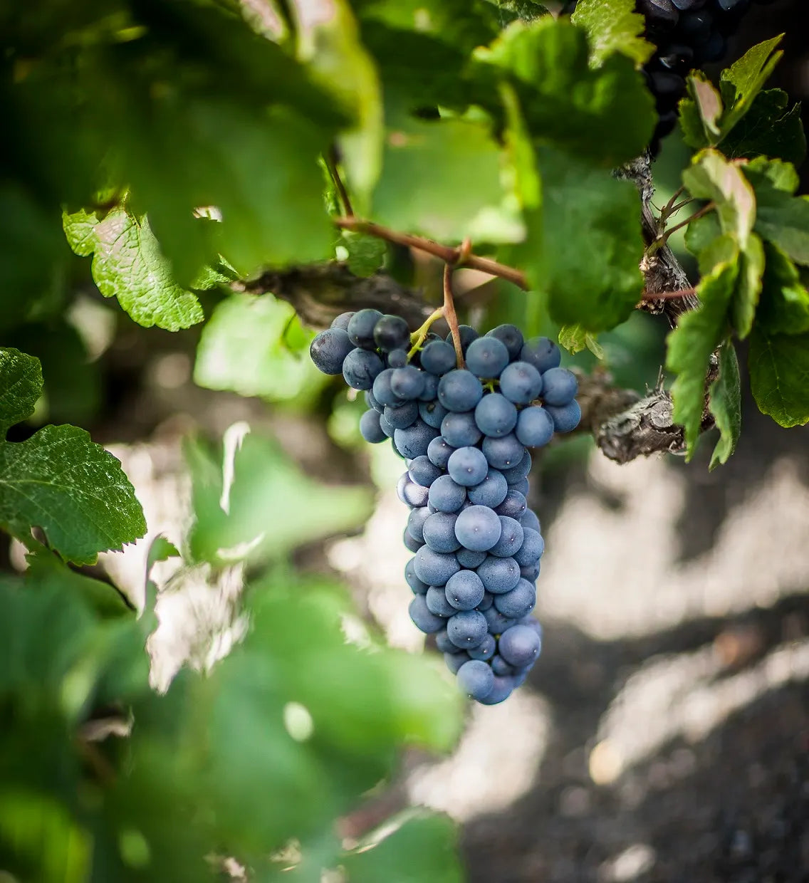 Variedad autóctona Listán Negro de Lanzarote | Bodegas EL GRIFO