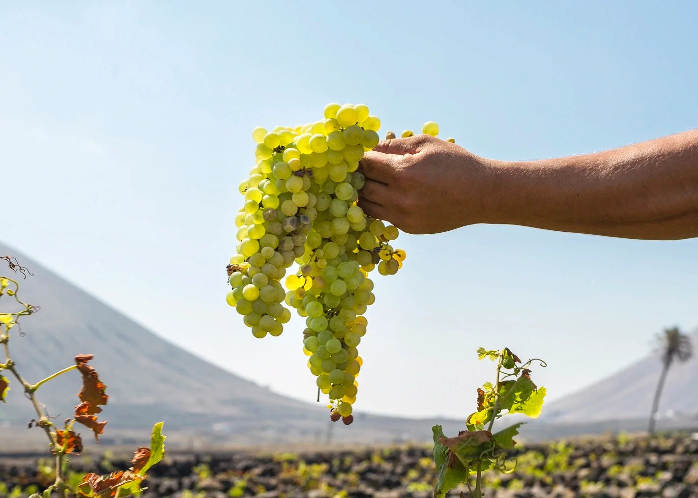 Vinos con cepaje Malvasia volcanica de Lanzarote | Bodegas EL GRIFO