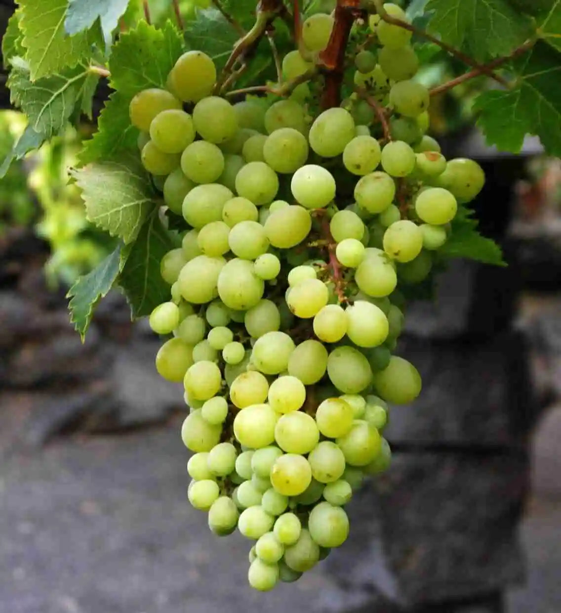 Uva moscatel plantada en nuestra finca de La Geria - Bodega El Grifo Lanzarote