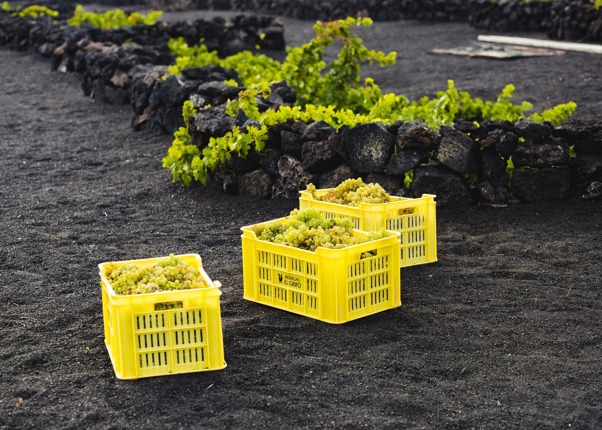 ENOTURISMO EN LANZAROTE: una joya única 3 ENOTURISMO EN LANZAROTE: una joya única 3