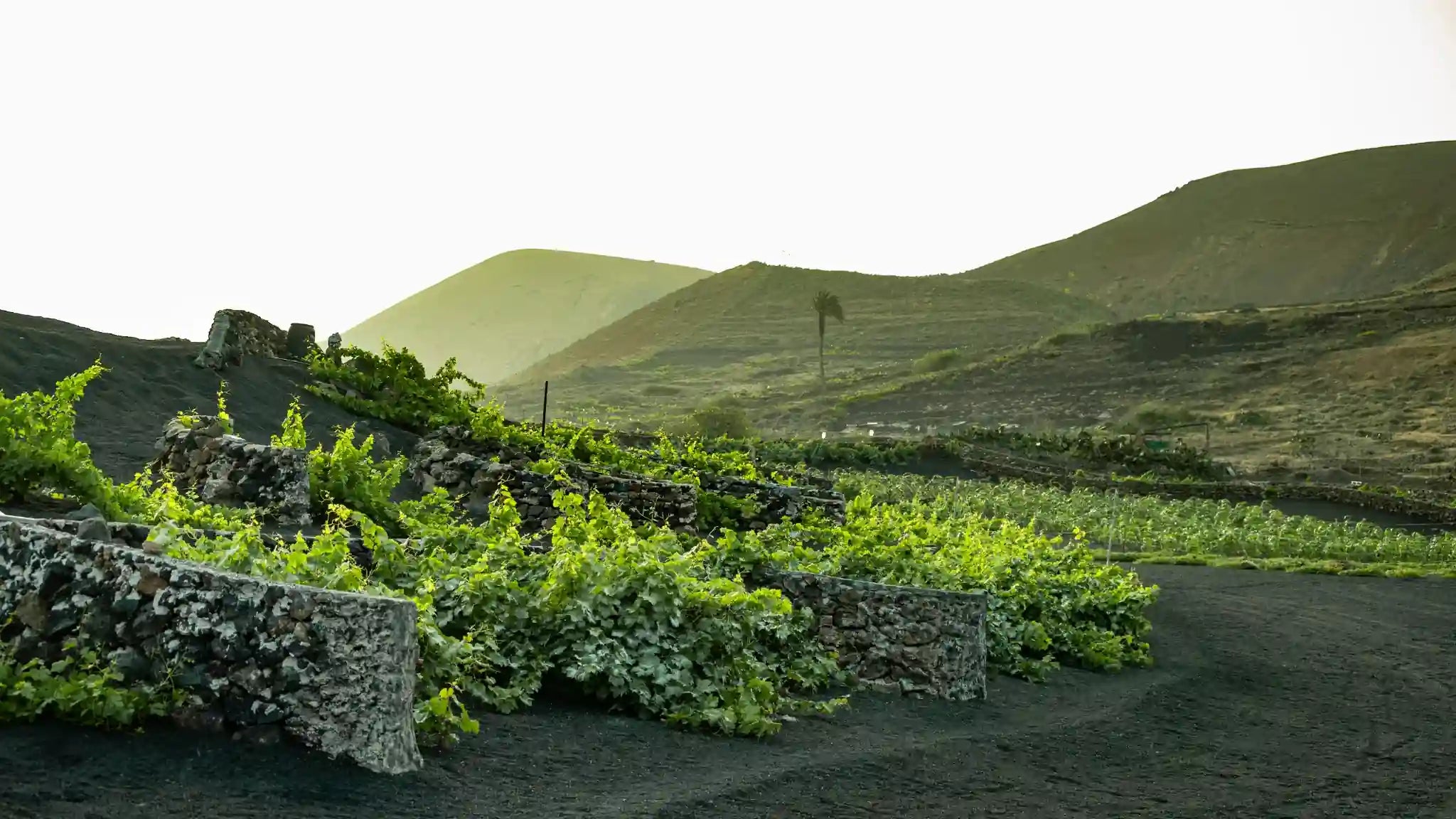 Viñedos de Lanzarote en zanjas protegidos por muros de piedra volcánica, con montañas al fondo bajo la luz suave del atardecer.
