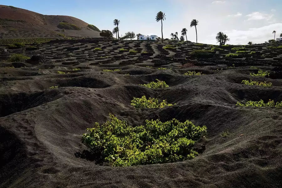 cepas singulares El Grifo Lanzarote