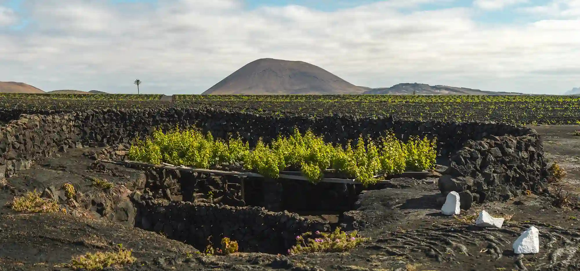 Viñedo tradicional de Lanzarote cultivado en hoyos y protegido por muros de piedra volcánica, con un volcán al fondo bajo un cielo parcialmente nublado.