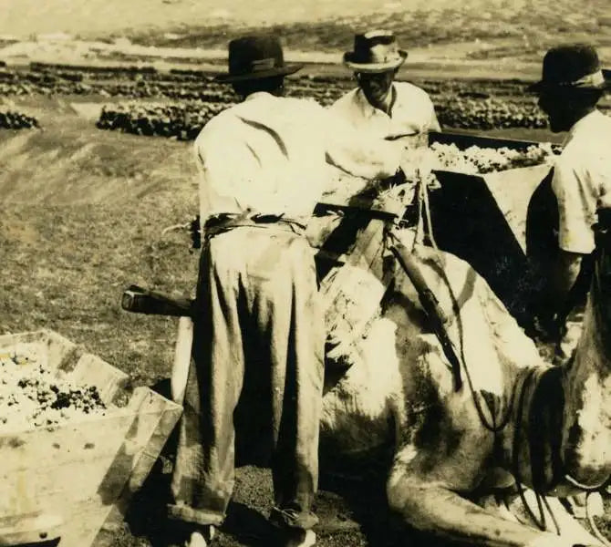 Paraje de la Geria años 40 con vendimia realizada en camello