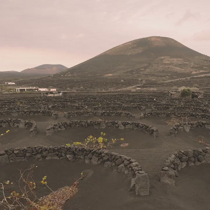 Viñedo El Grifo | Vinedos Lanzarote