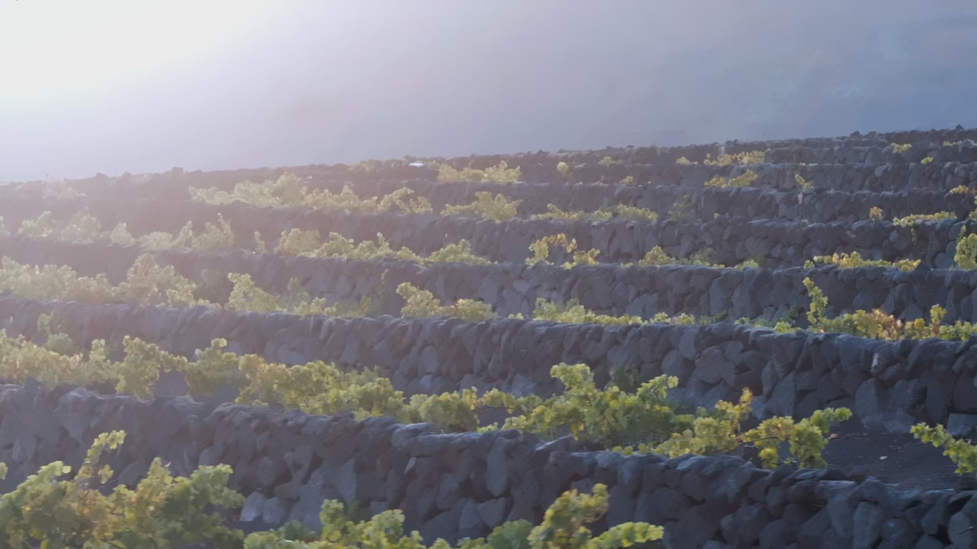 La Geria viñedo de lo imposible Lanzarote Bodegas El Grifo 1775