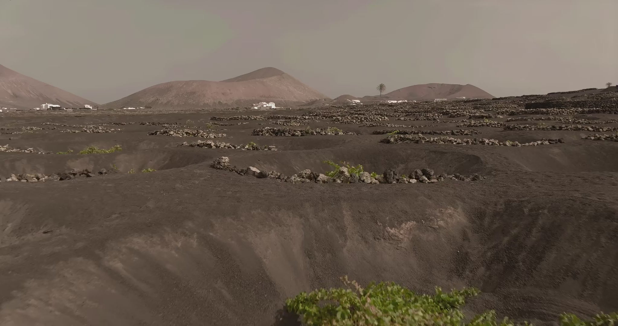 La Geria Lanzarote Bodegas El Grifo