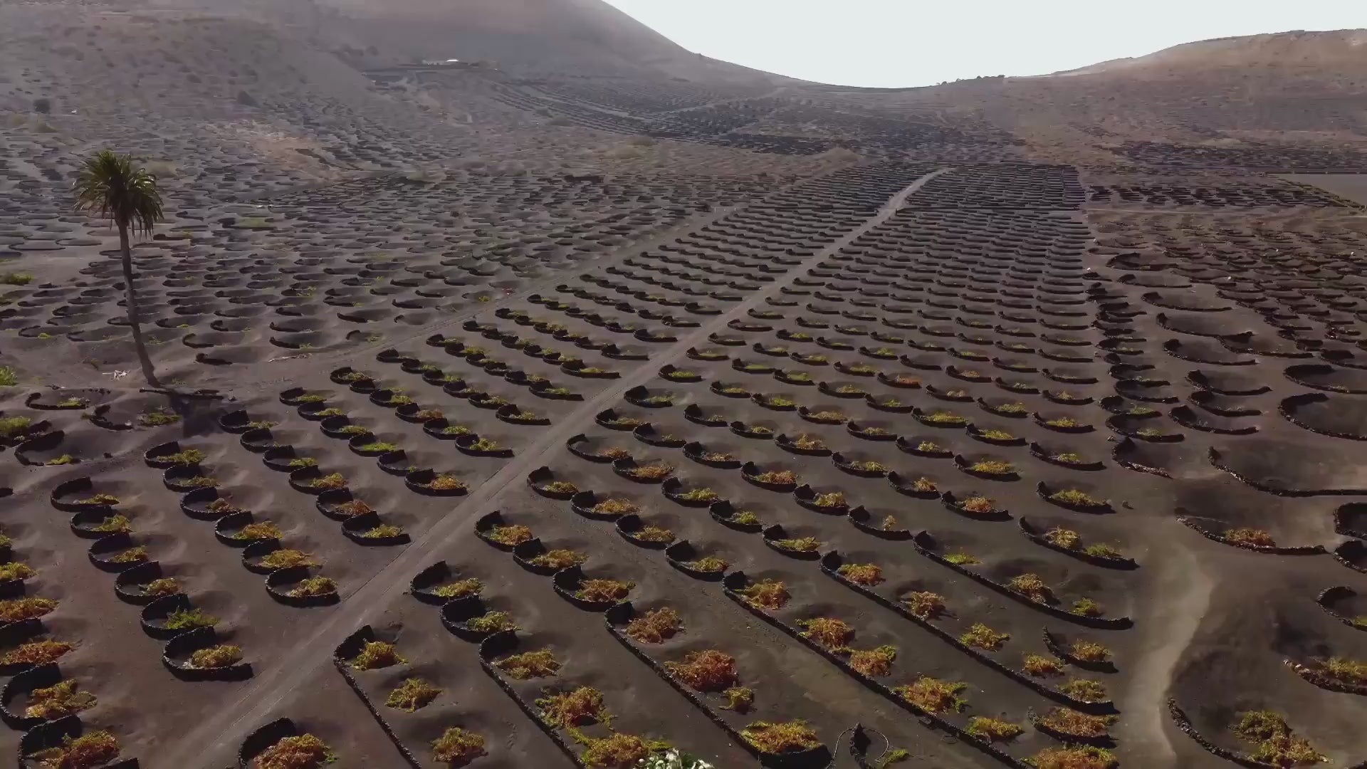 Bodegas El Grifo Lanzarote 1775 Wine Tourism Experiences