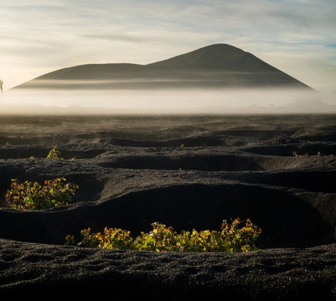 Vinedo El Grifo Lanzarote donde se sacan las uvas para elaborar los vinos El Grifo Lanzarote | Lanzarote vineyard where are produced EL GRIFO wines