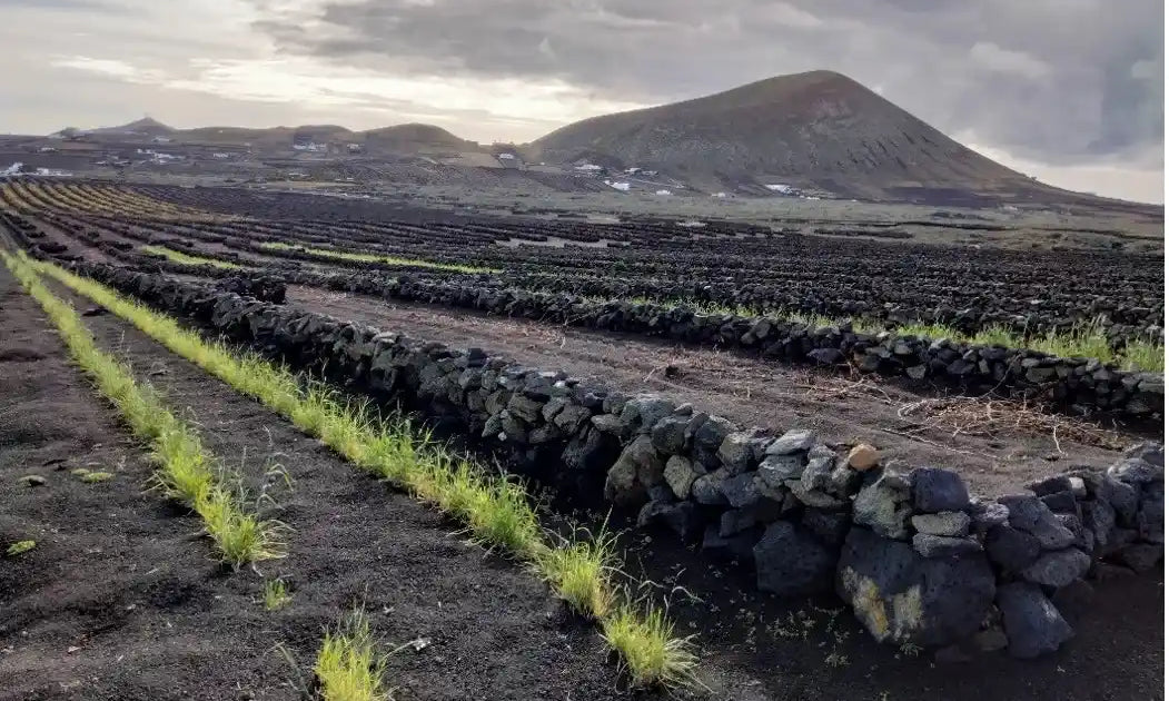 Cultivos tradicionales protegidos por muros de piedra volcánica en el paisaje agrícola de La Geria, Lanzarote, con montañas al fondo bajo un cielo parcialmente nublado