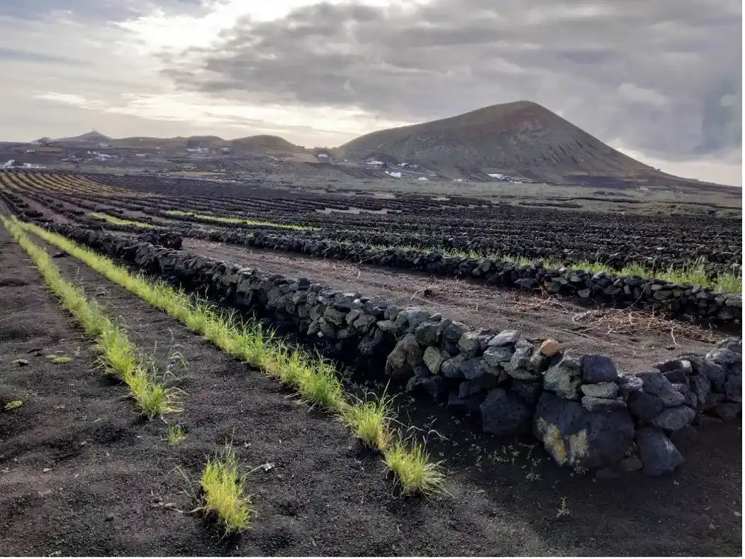 Cultivos tradicionales protegidos por muros de piedra volcánica en el paisaje agrícola de La Geria, Lanzarote, con montañas al fondo bajo un cielo parcialmente nublado
