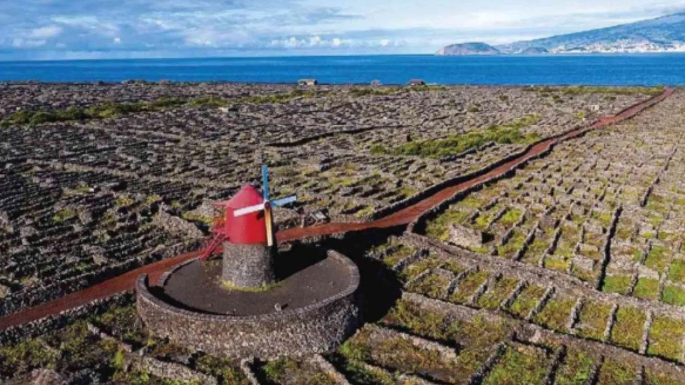 EL PAIS Vino de islas: contra viento y marea | Dossier de prensa Bodegas EL GRIFO