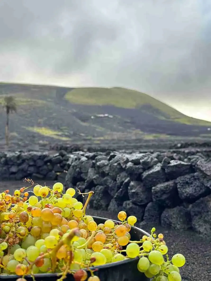 COMIENZA LA VENDIMIA DE INVIERNO 2026