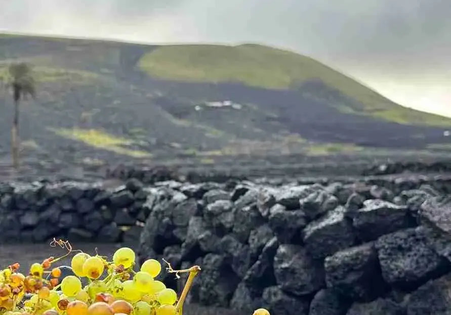 COMIENZA LA VENDIMIA DE INVIERNO 2026