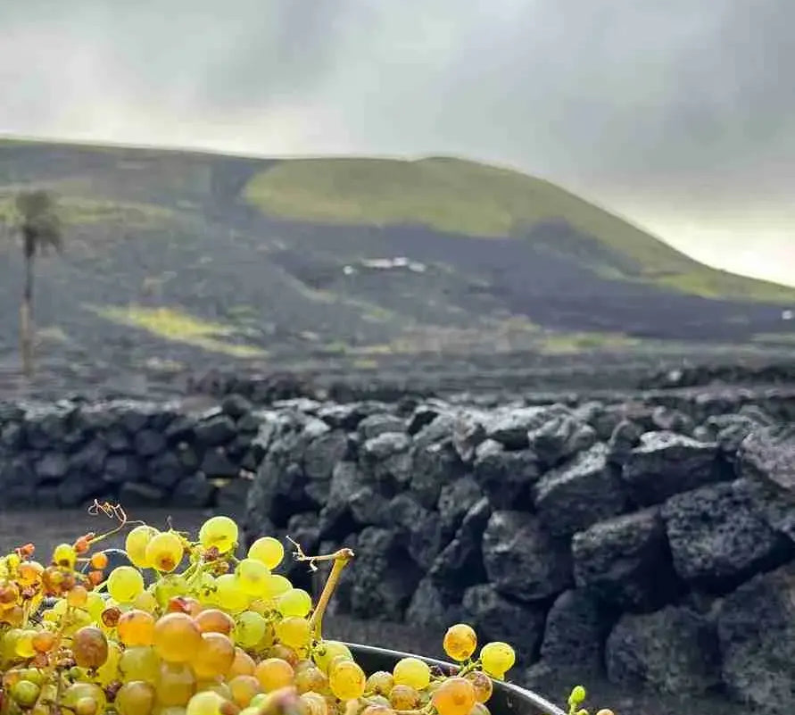 COMIENZA LA VENDIMIA DE INVIERNO 2026