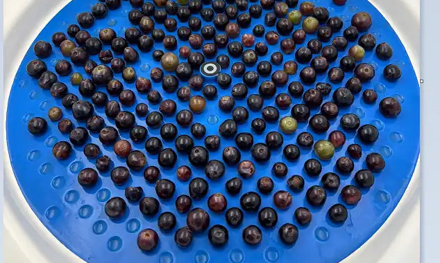 Uvas colocadas ordenadamente sobre una bandeja circular azul, utilizadas en un proceso de selección o análisis