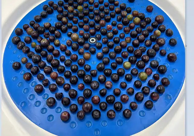 Uvas colocadas ordenadamente sobre una bandeja circular azul, utilizadas en un proceso de selección o análisis