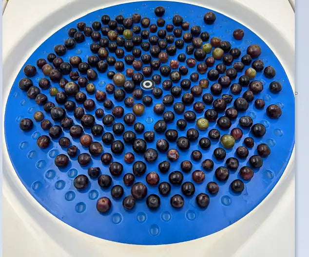 Uvas colocadas ordenadamente sobre una bandeja circular azul, utilizadas en un proceso de selección o análisis