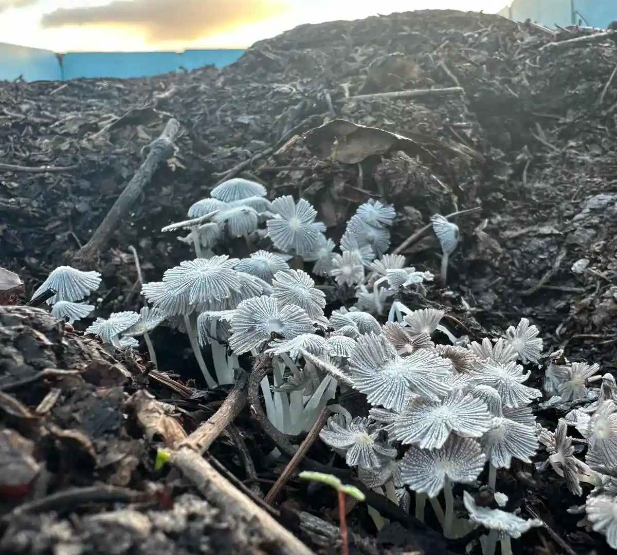Vermicompostaje utilizado en los viñedos de la bodega El Grifo en Lanzarote