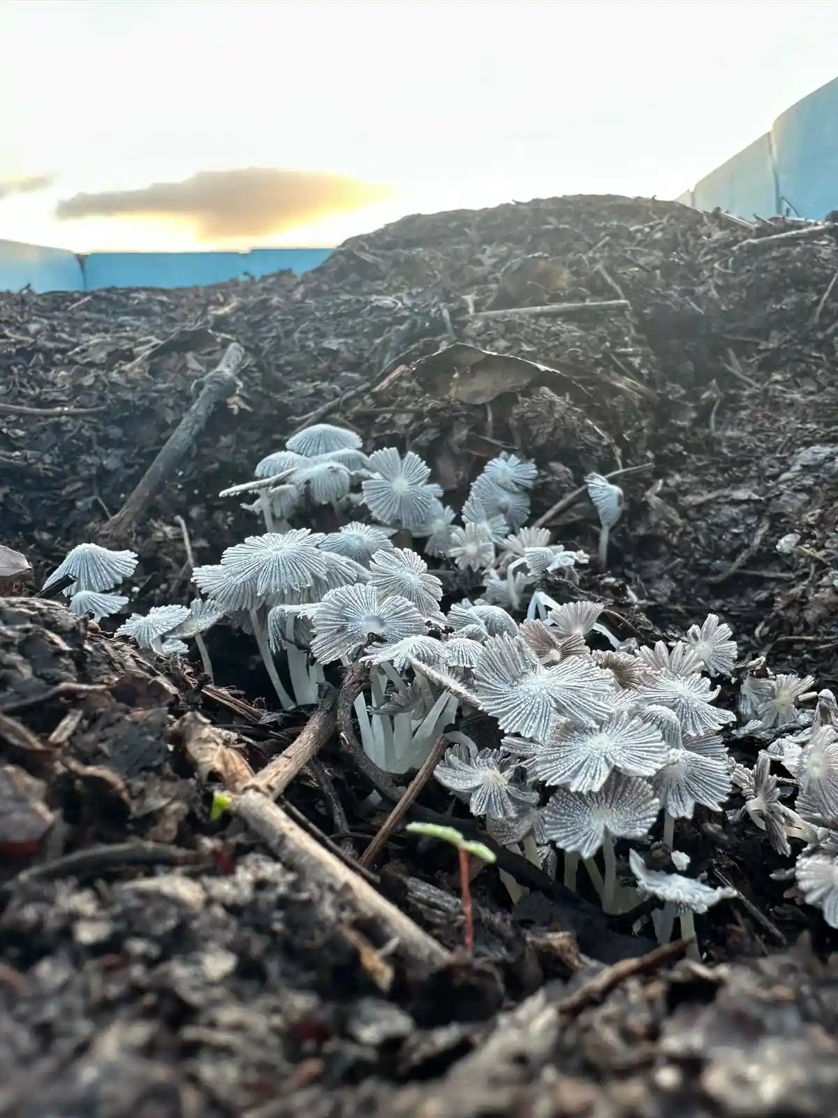 Vermicompostaje utilizado en los viñedos de la bodega El Grifo en Lanzarote