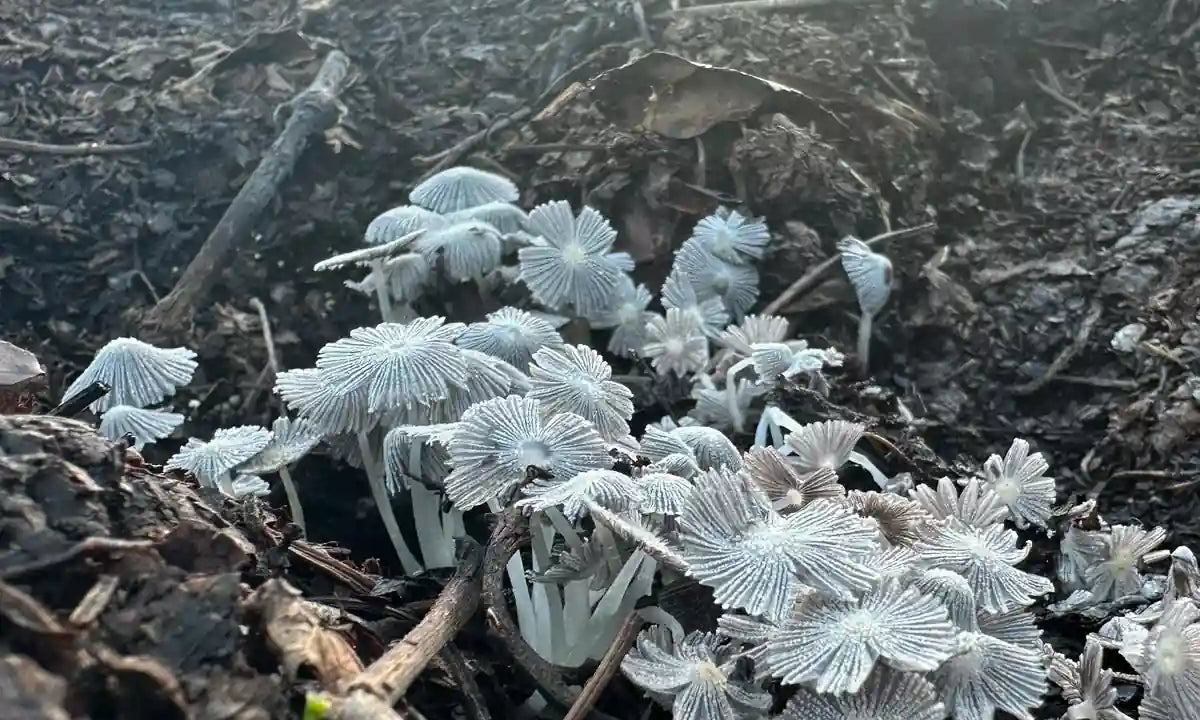 Vermicompostaje utilizado en los viñedos de la bodega El Grifo en Lanzarote