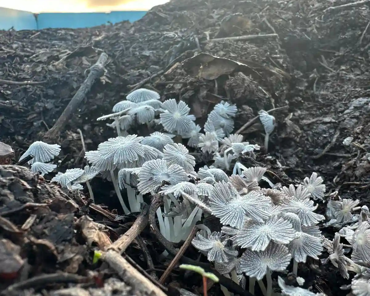 Vermicompostaje utilizado en los viñedos de la bodega El Grifo en Lanzarote