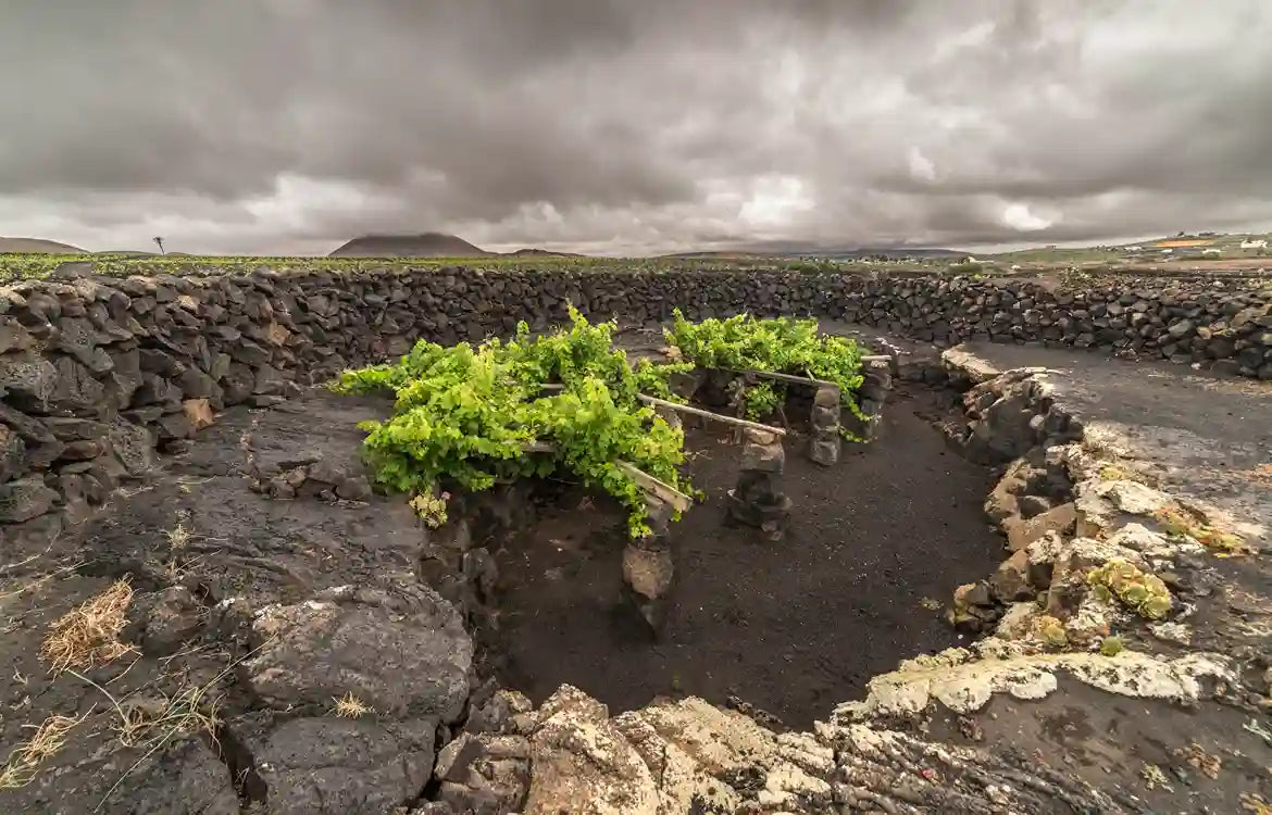 PLANETA VINO. EL GRIFO, 250 AÑOS DE LAS ENTRAÑAS DE LA TIERRA.