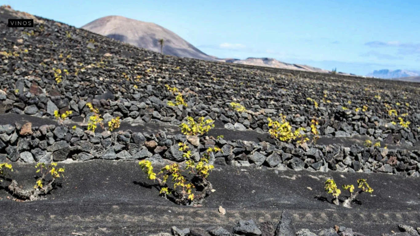 expansion.com fuera de serie-102 | Dossier de prensa Bodegas EL GRIFO