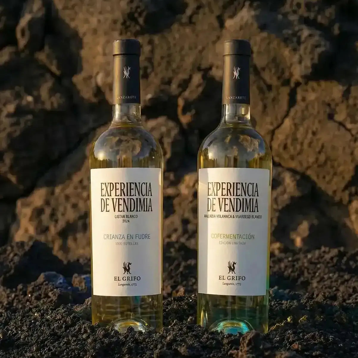 El Grifo Experiencias de Vendimia - Cofermentación y Fudre Lanzarote