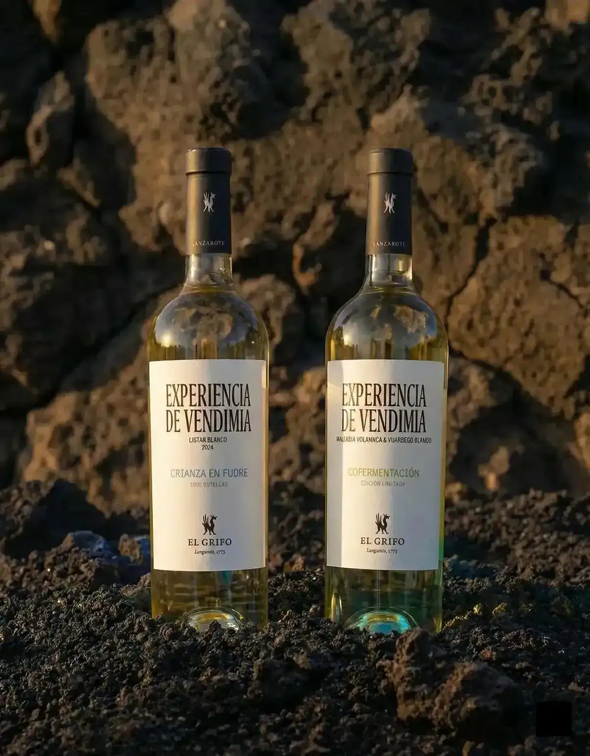 El Grifo Experiencias de Vendimia - Cofermentación y Fudre Lanzarote