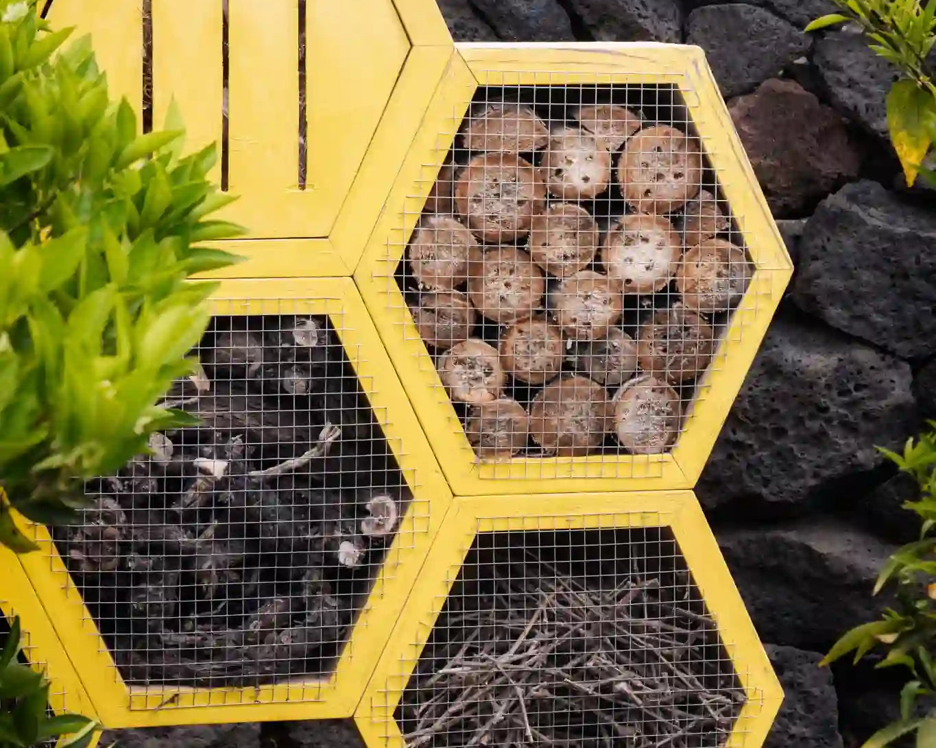 Hotel de insectos con estructura hexagonal amarilla, relleno de troncos, ramas y cañas, ubicado sobre suelo volcánico junto a un muro de piedra en un entorno natural.