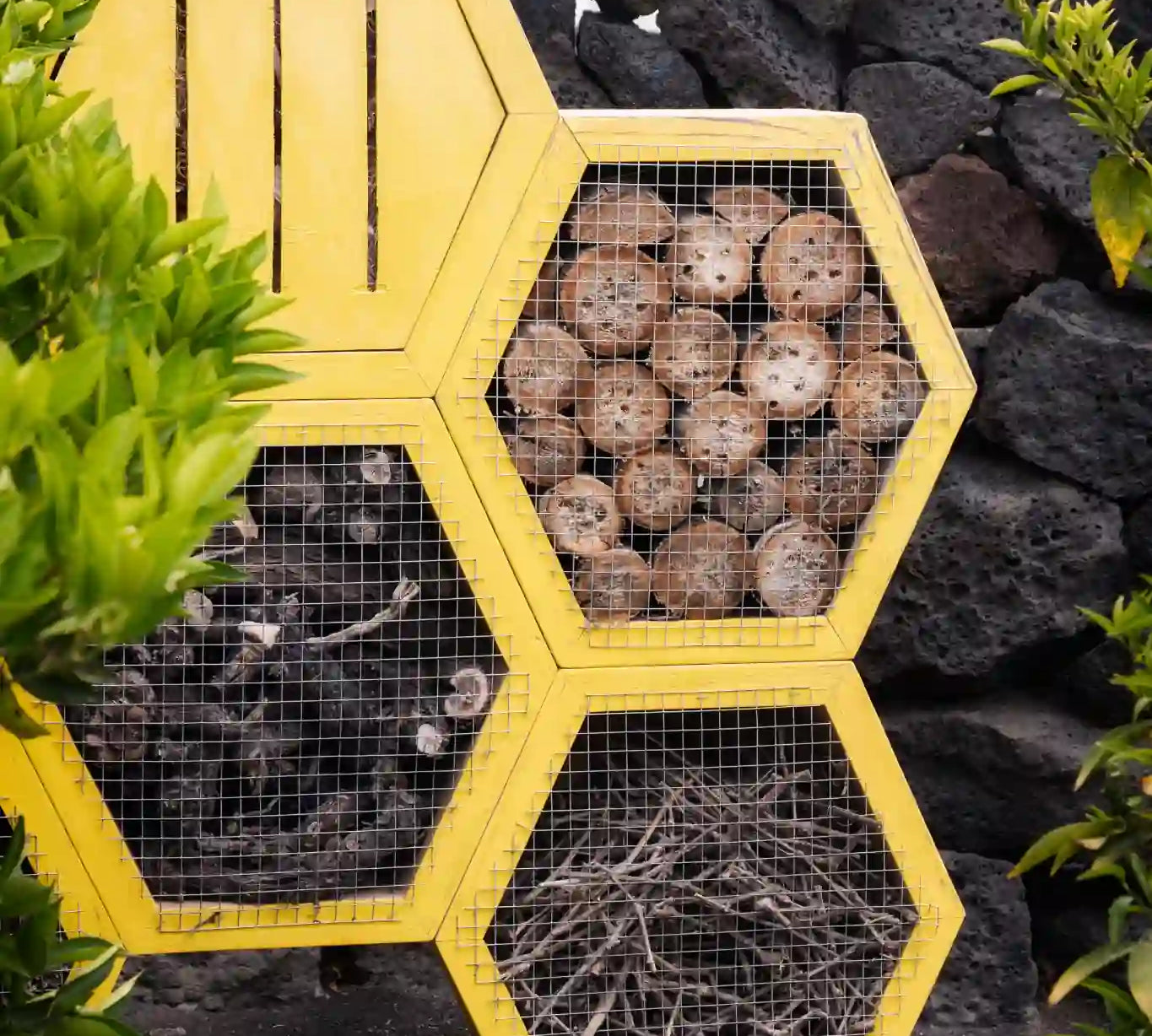 Hotel de insectos con estructura hexagonal amarilla, relleno de troncos, ramas y cañas, ubicado sobre suelo volcánico junto a un muro de piedra en un entorno natural.