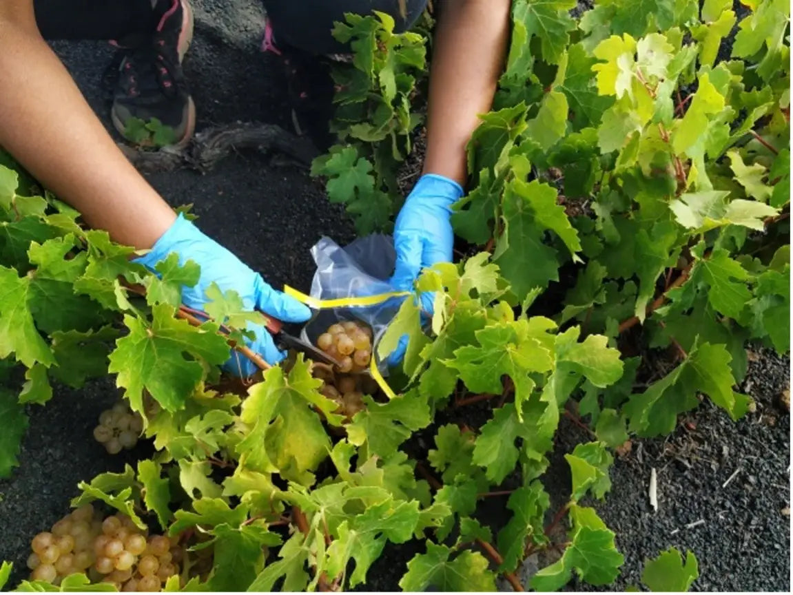 Persona con guantes azules recolectando uvas blancas en una parra cultivada sobre suelo volcánico en Lanzarote