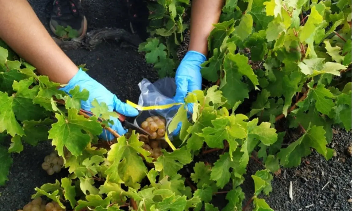 Persona con guantes azules recolectando uvas blancas en una parra cultivada sobre suelo volcánico en Lanzarote