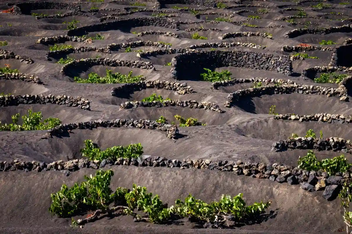 EL PAÍS SEMANAL. VINO DE ISLAS: CONTRA VIENTO Y MAREA