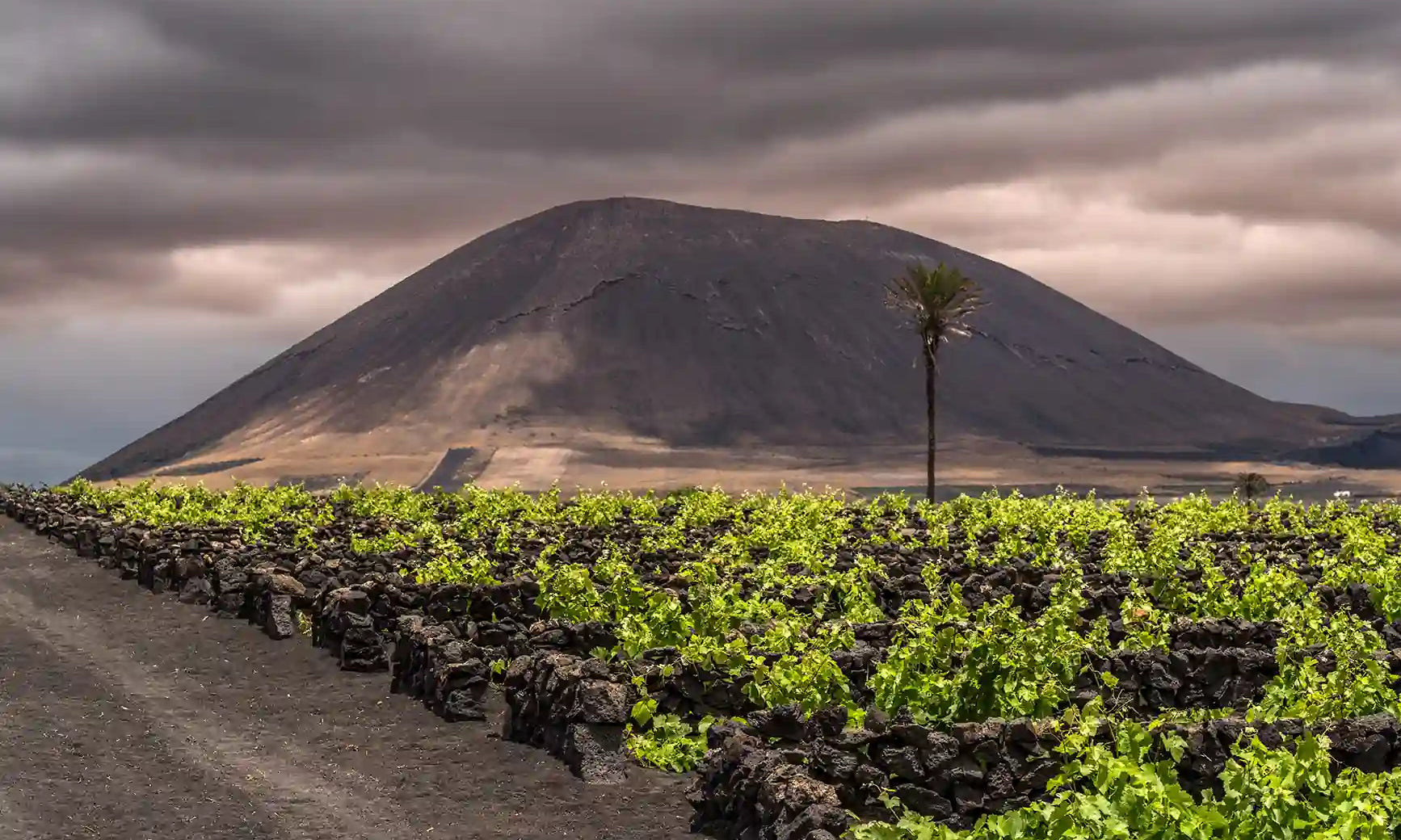 Viñedos tradicionales en hoyos rodeados por muros de piedra volcánica en La Geria, Lanzarote, con un volcán al fondo bajo un cielo nublado y una palmera solitaria en el paisaje