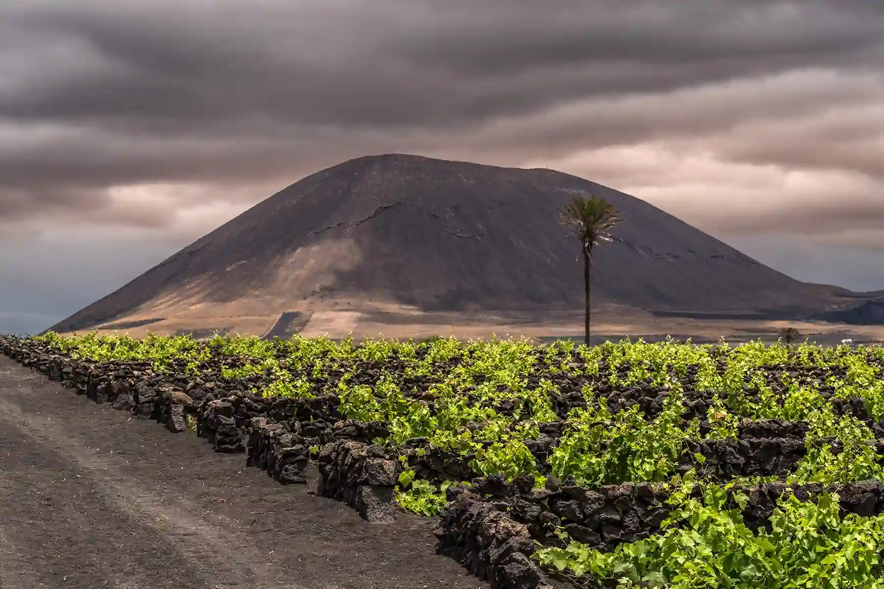 Viñedos tradicionales en hoyos rodeados por muros de piedra volcánica en La Geria, Lanzarote, con un volcán al fondo bajo un cielo nublado y una palmera solitaria en el paisaje