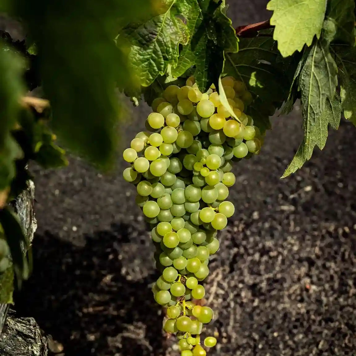 Malvasia volcanica Lanzarote | Bodegas El Grifo