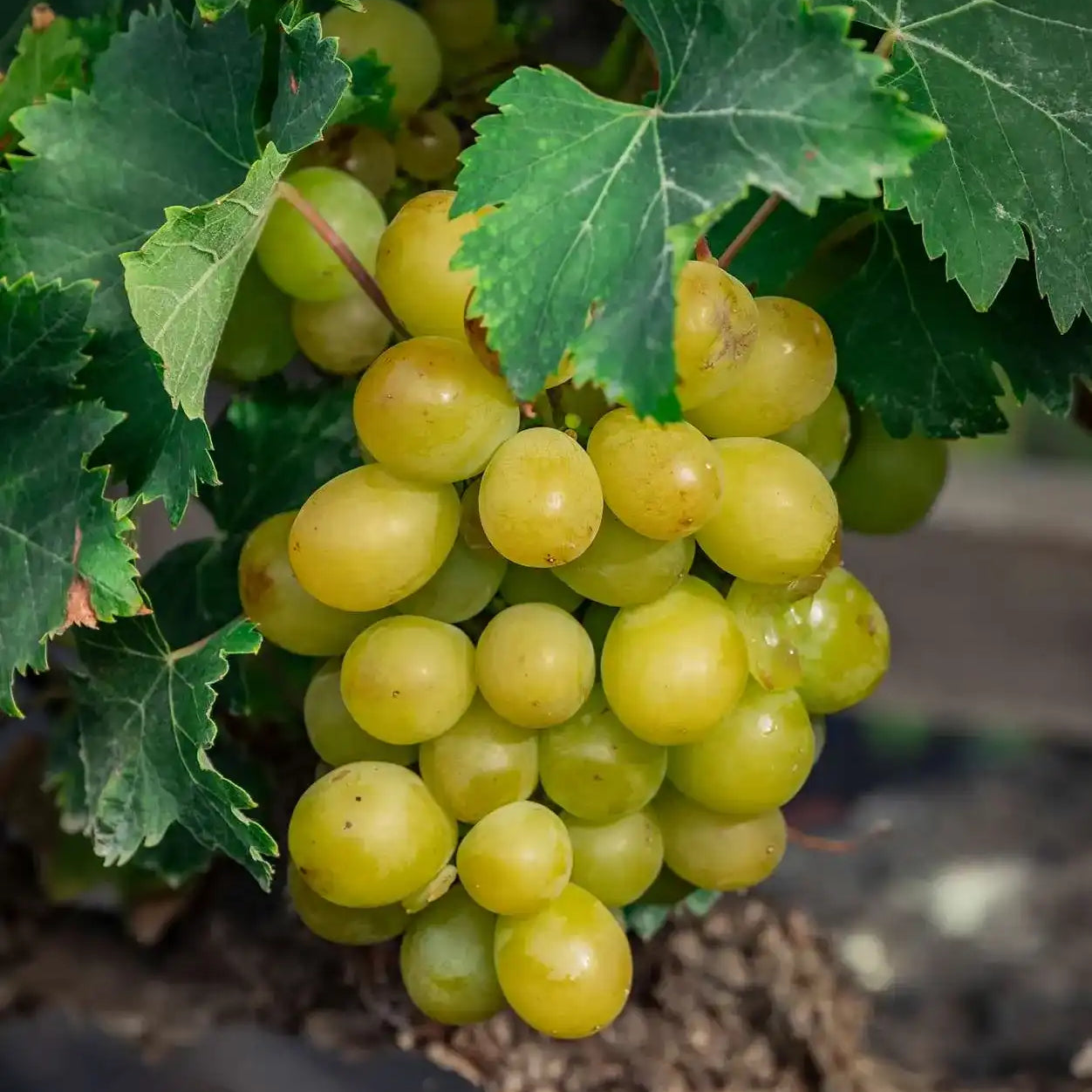 Vinos Moscatel Lanzarote | Bodegas EL GRIFO