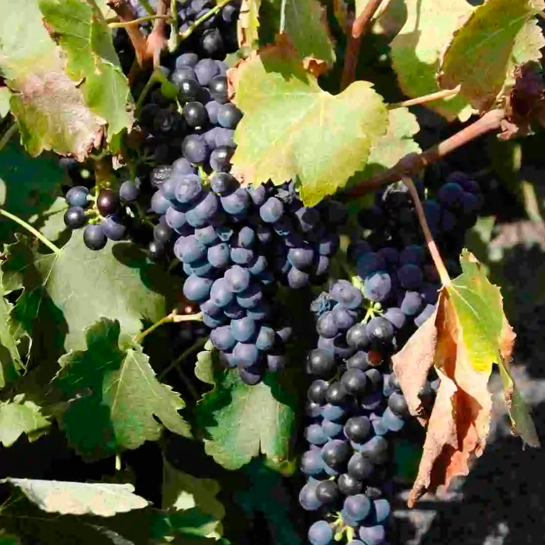 Nuestros vinos Syrah | Bodegas EL GRIFO