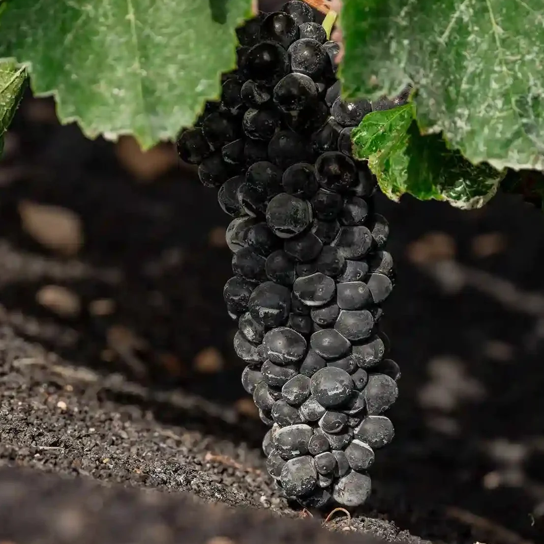 Nuestros vinos Syrah | Bodegas EL GRIFO
